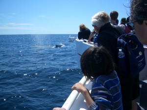 8 b) Here are dolphins!